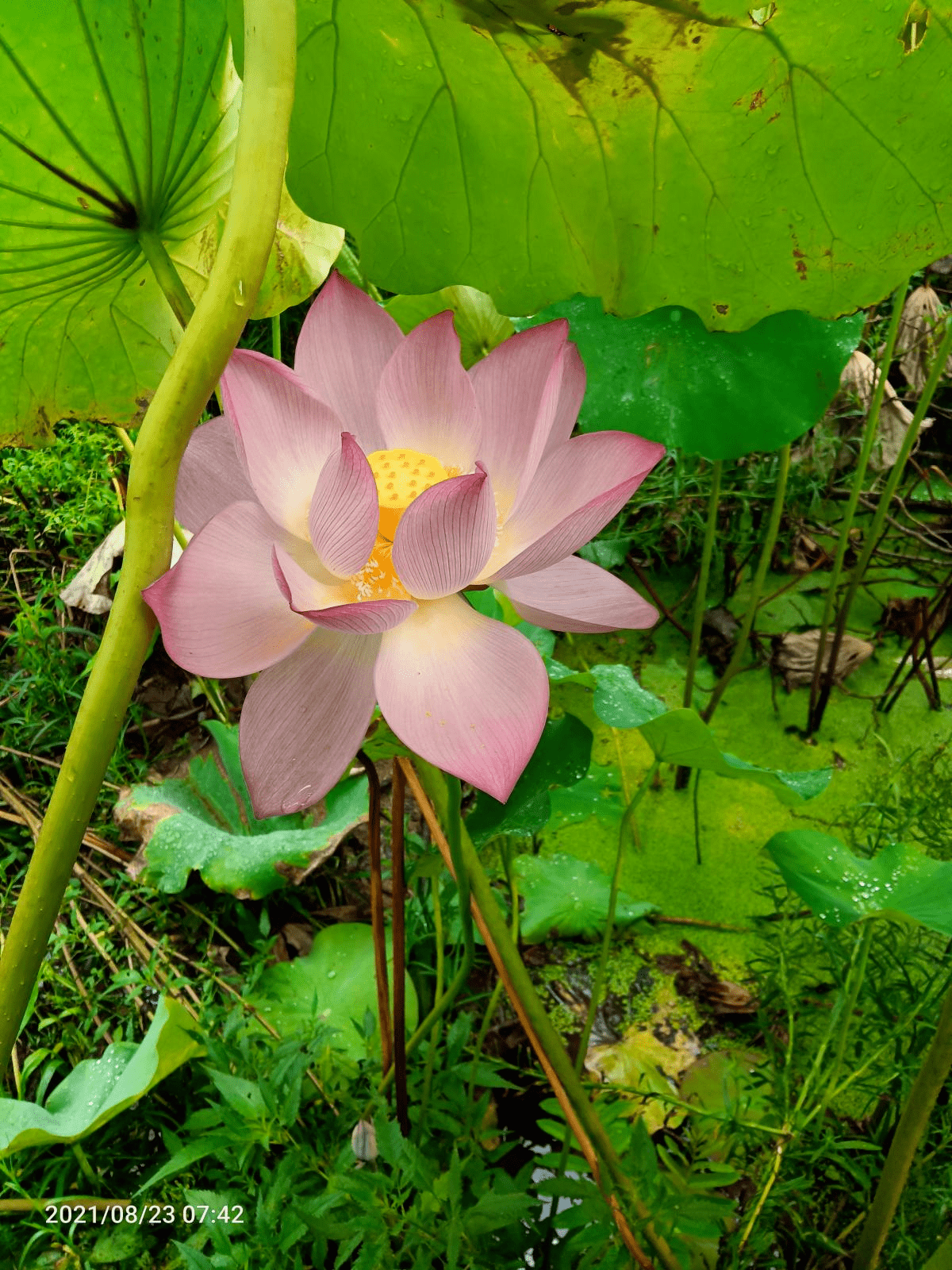 二,莲花——好运连连