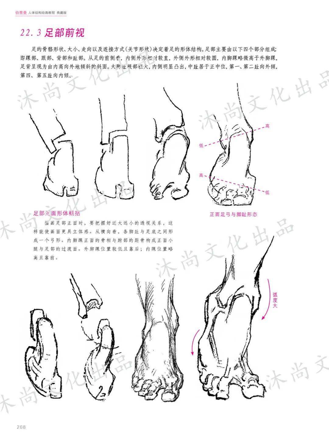 伯里曼人体结构绘画教程