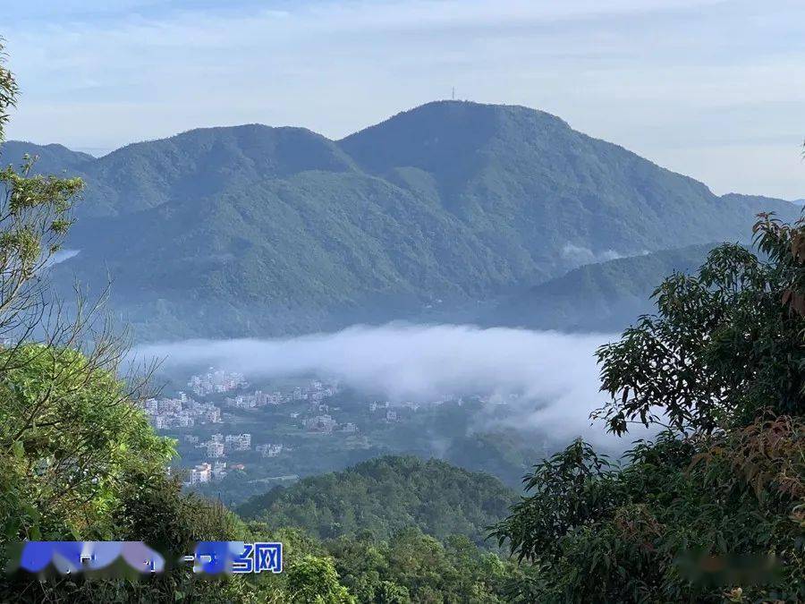 高州大坡镇党建强村,使群众的"钱袋子"越来越满