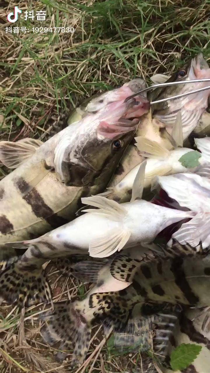 路亚野钓鳜鱼路亚暴扣