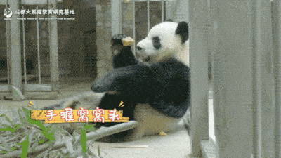 大熊猫的"第六指"是真正的手指吗?
