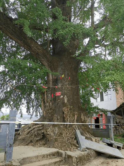 银杏古树枝干被大风吹断 消防紧急排险