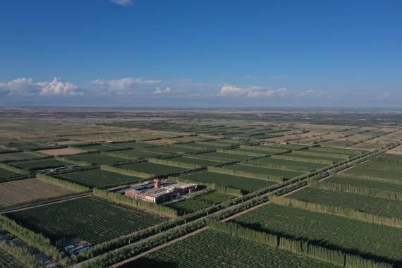 新疆焉耆县葡萄种植基地 新华社记者宿传义9月2日摄