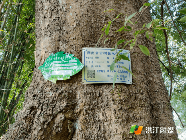 微洪江丨加强古树保护,守住绿水青山_岔头乡
