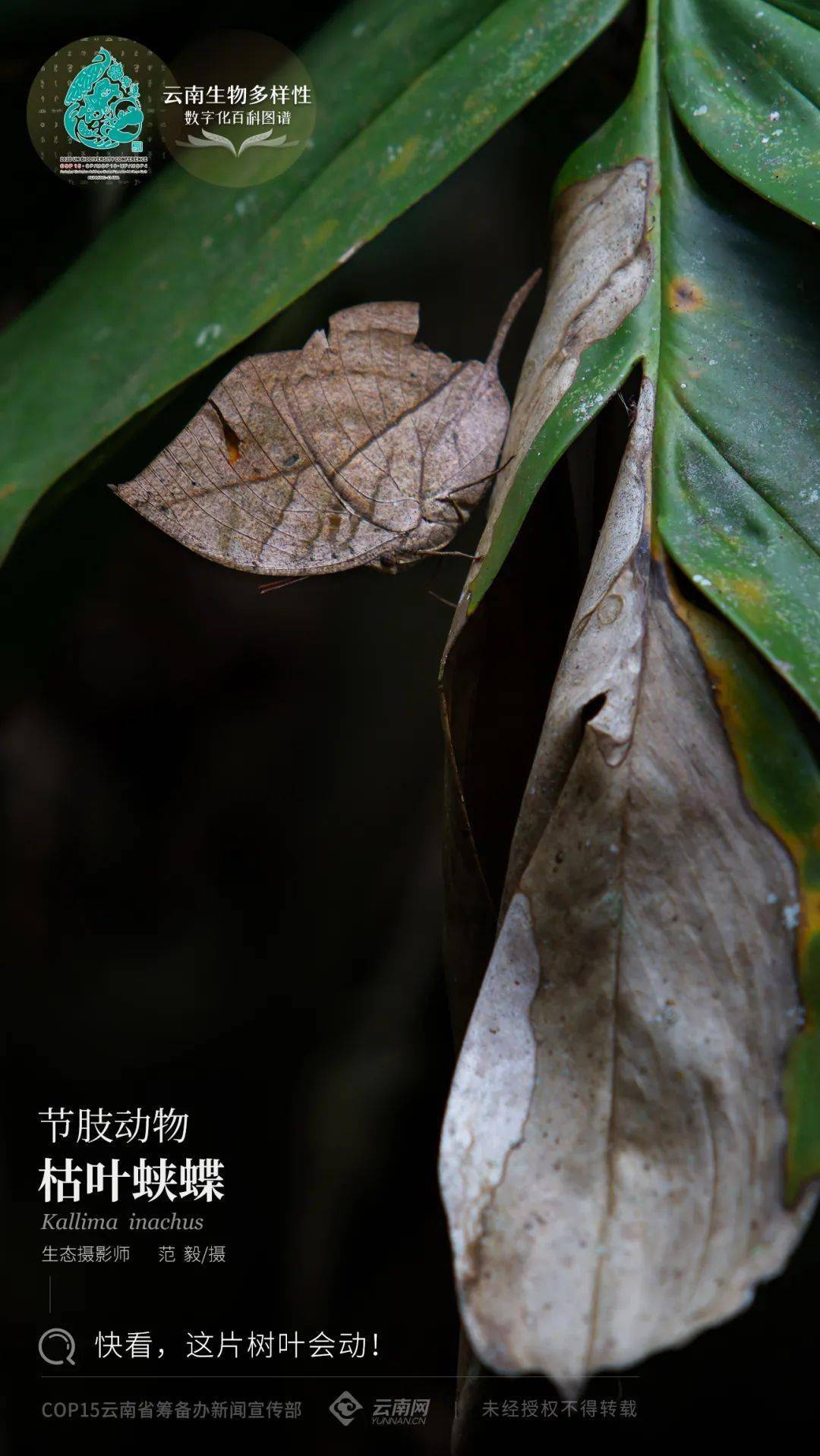 【云南生物多样性数字化百科图谱】枯叶蛱蝶:快看,这片树叶会动!