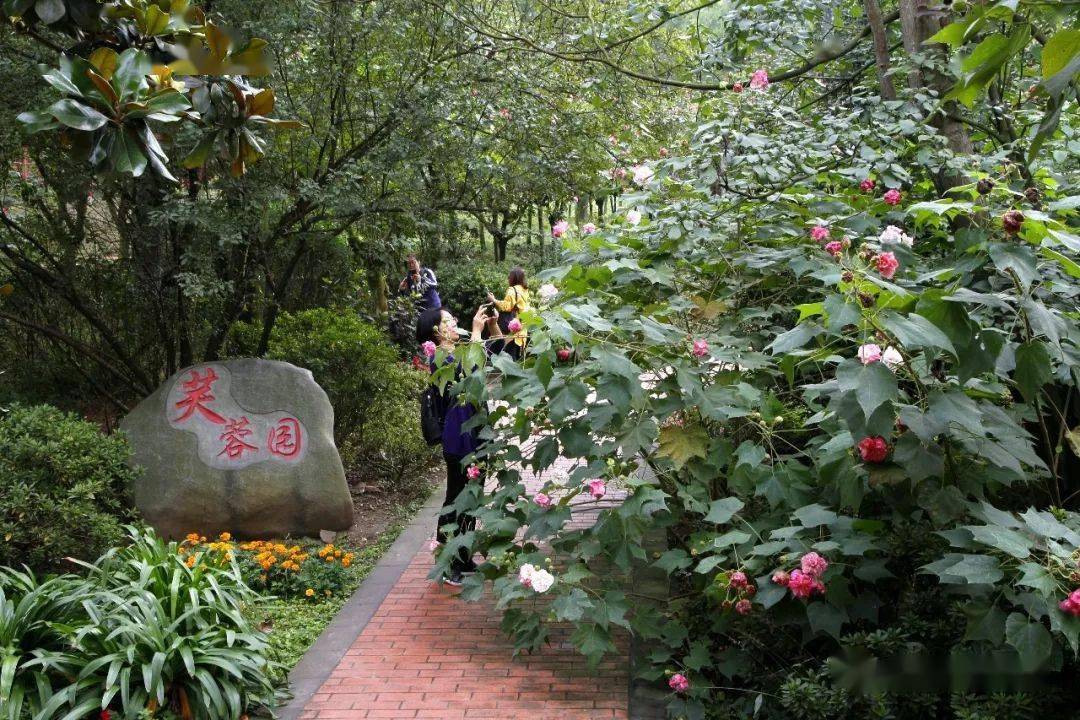 "四十里锦绣"等你来赏!_芙蓉城