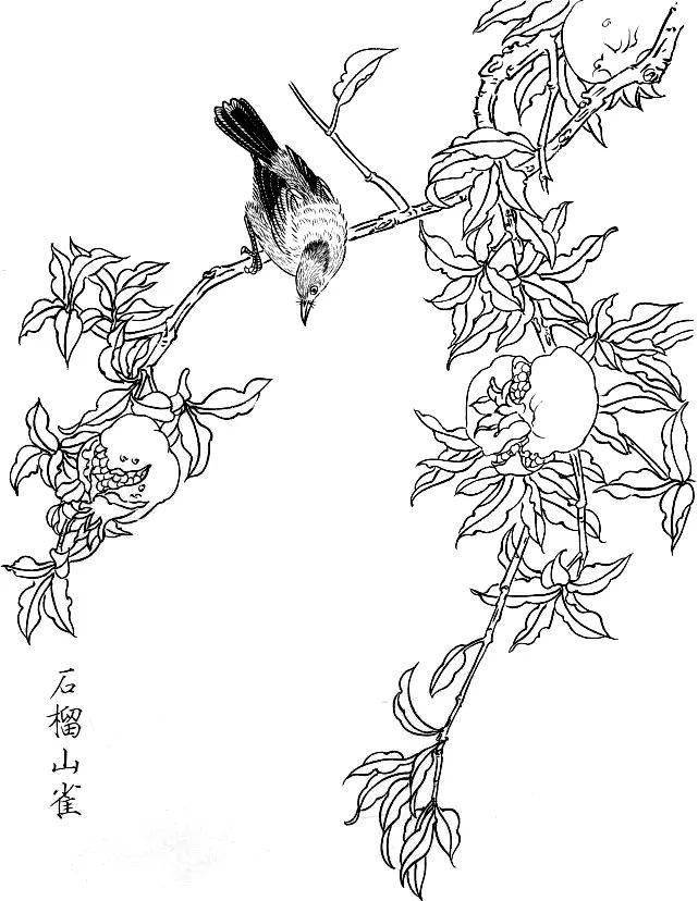 素材一组白描花鸟画稿25图