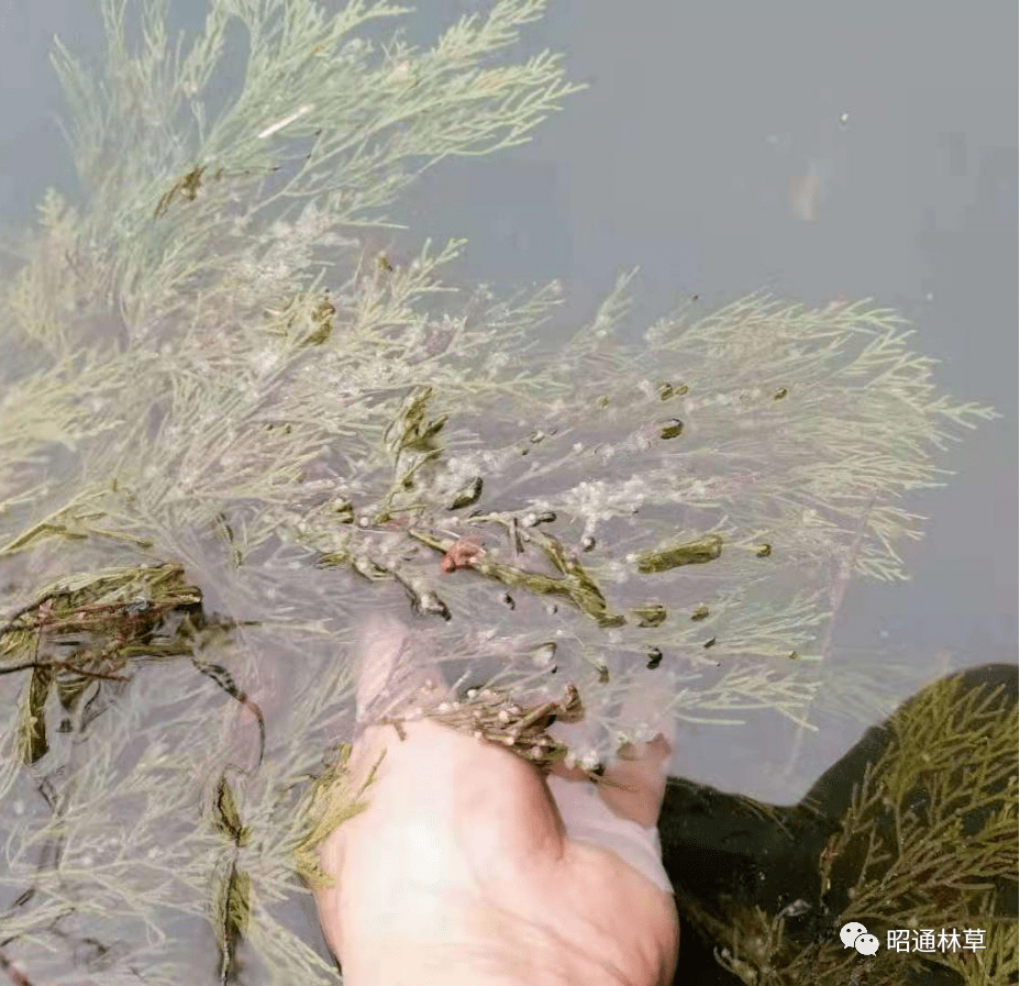 水富人工鱼巢建设及效果监测取得阶段性成效