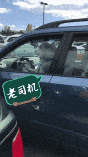 开车带哈士奇出去玩,最怕堵车,因为二哈的表现是这样的!