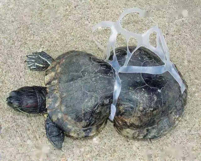 因为可能一个垃圾就会导致海洋生物的灭绝,这些扔进海洋的塑料袋降解