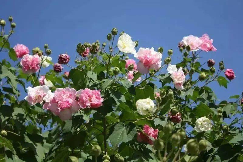 秋风吹拂,木芙蓉接棒水莲花悄然盛放~_共青森林公园