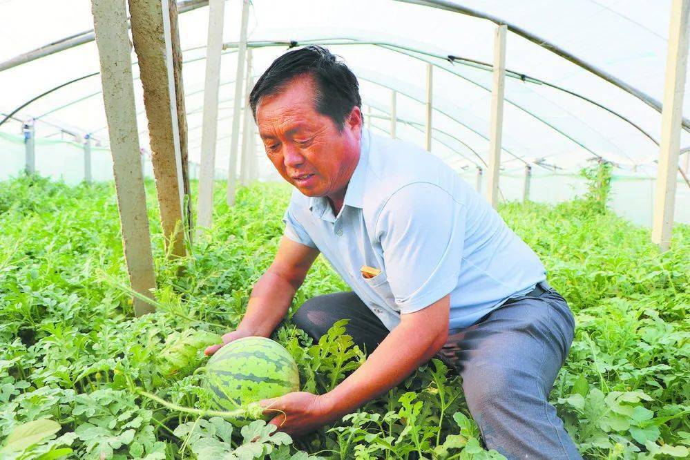 王楼村村干部李广坤在大棚内挑选西瓜