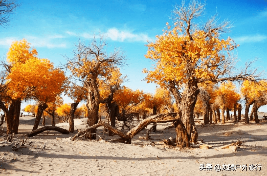 超燃胡杨节!额济纳金秋胡杨文化旅游系列活动隆重启幕,静等您