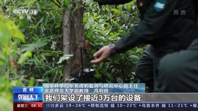 镜子|“我怎么这么好看！”东北虎、东北豹照镜子被镜中的自己迷倒