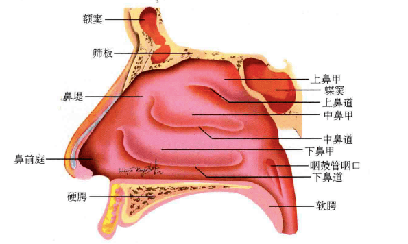 鼻腔外侧壁黏膜结构示意图(图引自《耳鼻咽喉头颈外科学(第3版)》)