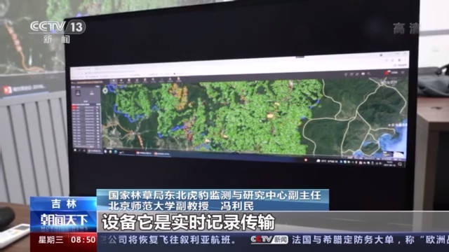 镜子|“我怎么这么好看！”东北虎、东北豹照镜子被镜中的自己迷倒