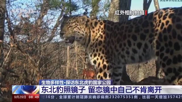 镜子|“我怎么这么好看！”东北虎、东北豹照镜子被镜中的自己迷倒