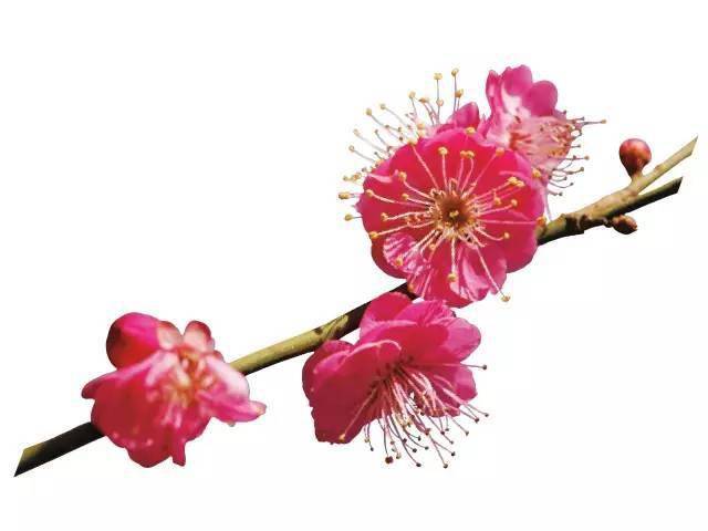 红梅花 惊蛰