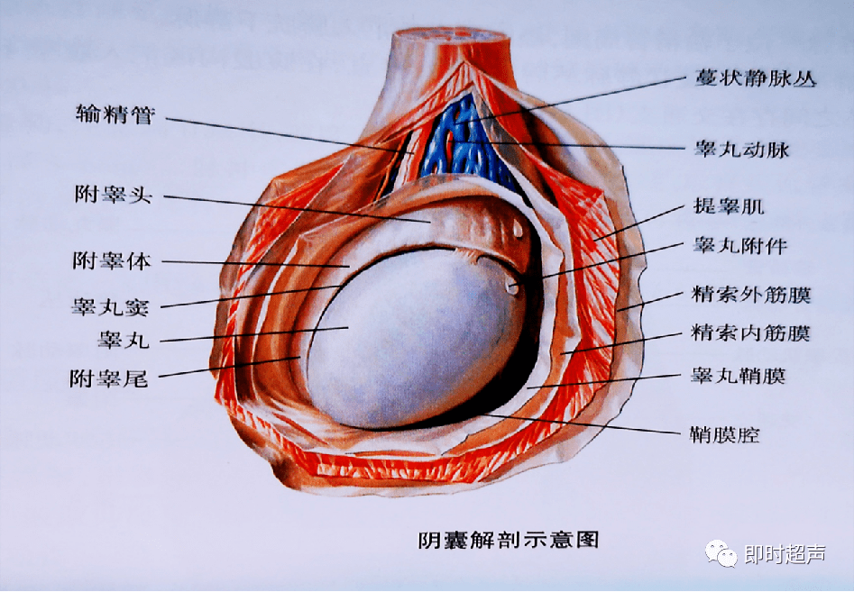 阴囊超声应用解剖及相关急症的超声诊断._睾丸