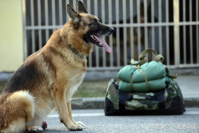 奖励想要训犬成功，主人必须做到这5点，少一点都不行！