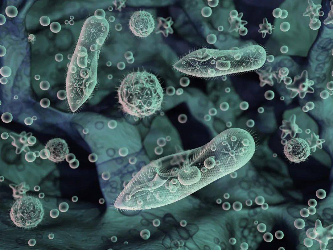 藻类 动物界从原生单细胞动物到多细胞动物,从原始多细胞动物发展为