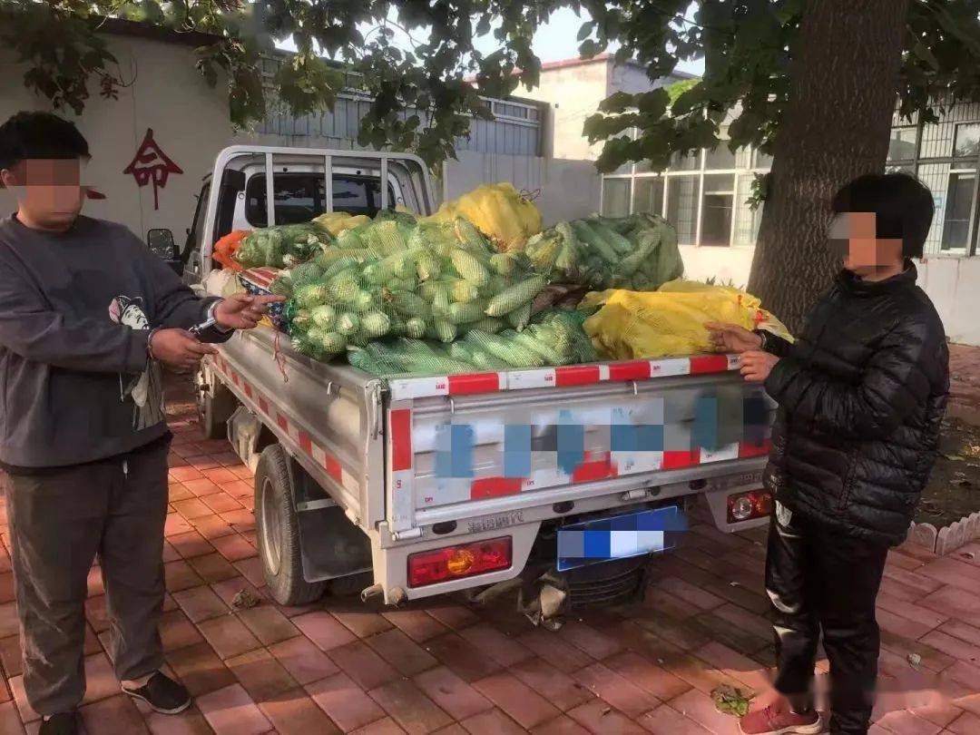 河北一对母子偷玉米被抓!