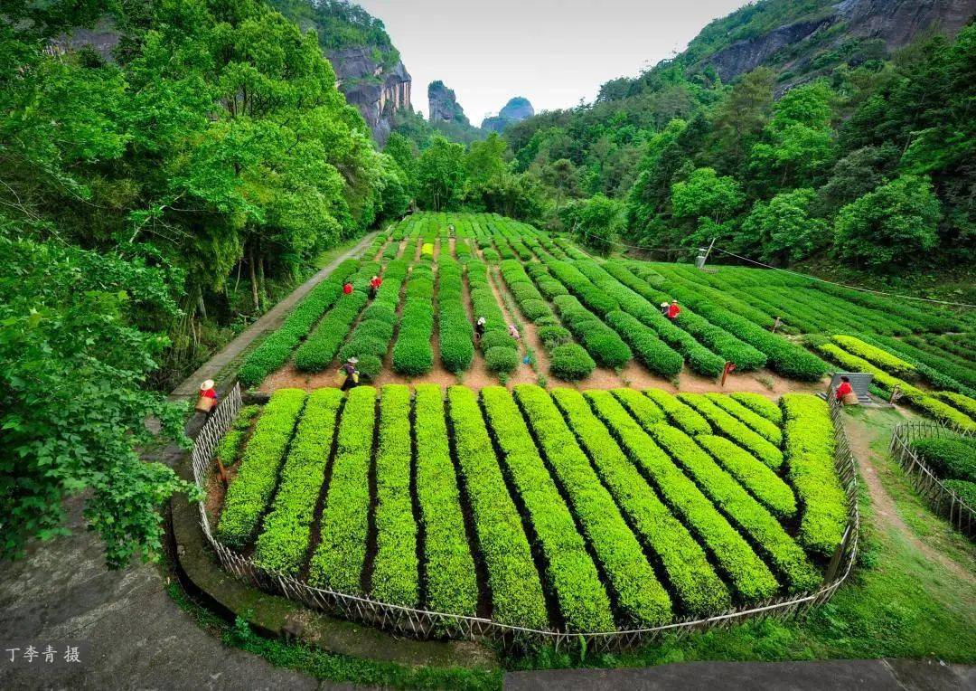 十月的武夷山,有景,有茶,有美食!