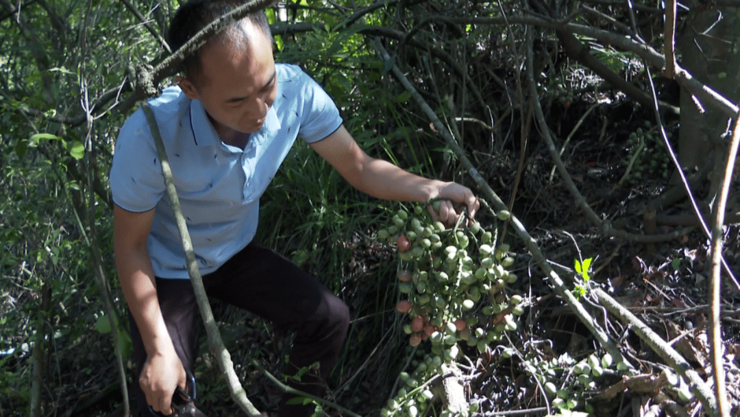 戴建秀说,目前正是剥节子成熟的季节,一般外表转红或者转黄就是成熟了