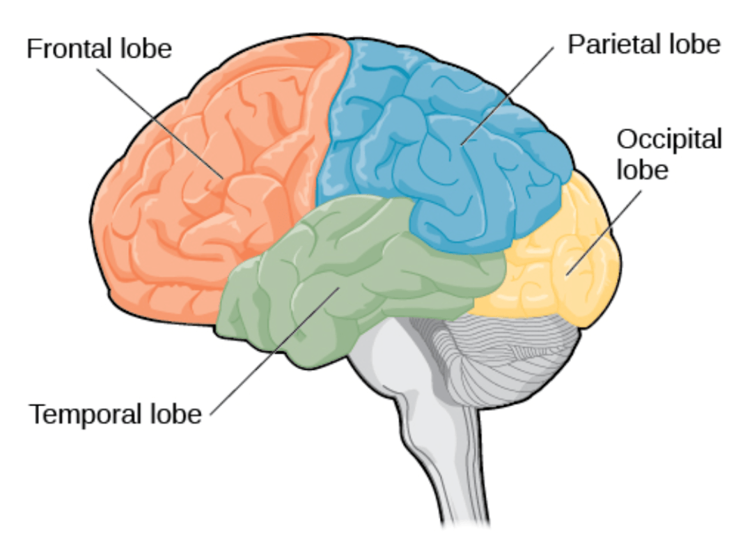parietal lobe(顶叶,temporal lobe(颞叶,occipital lobe(枕叶(见