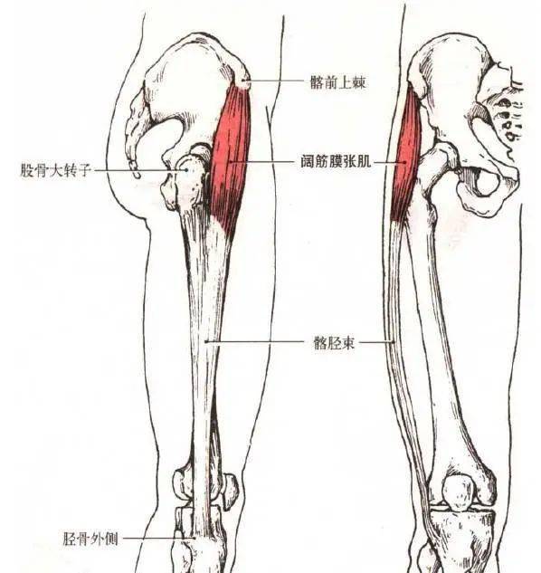 更易向两侧突出从而导致髂嵴的宽度大大 股骨大转子的宽度,加上腿短