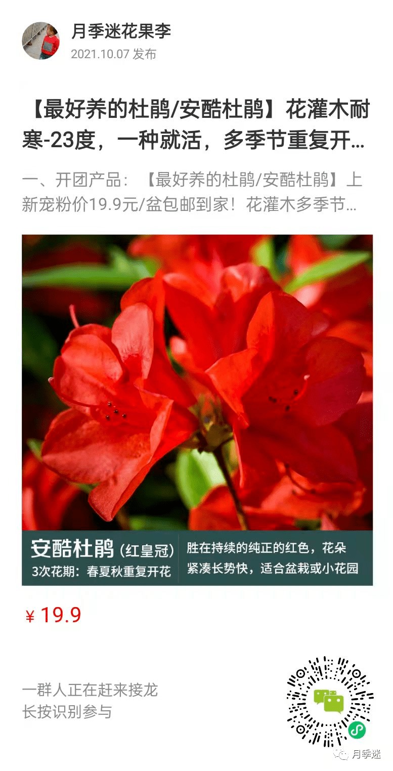 安酷杜鹃最好养的杜鹃多季节重复开花新手就能轻松开爆盆