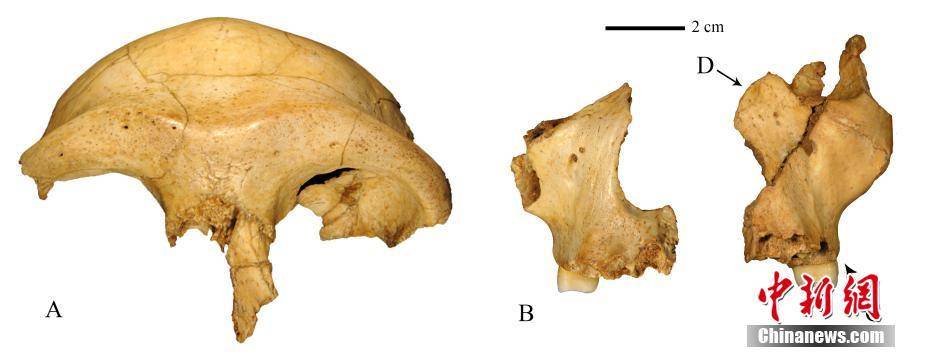 容貌|科学家复原华龙洞人容貌 证实东亚人类30万年前已向现代人演化