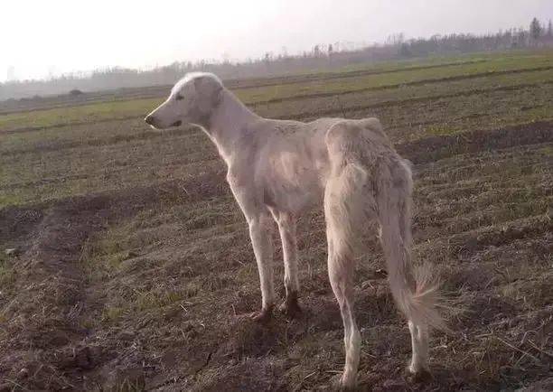 东北猎犬黑龙江靳东主演的《鬼吹灯之精绝古城》里出现的就是蒙古细犬