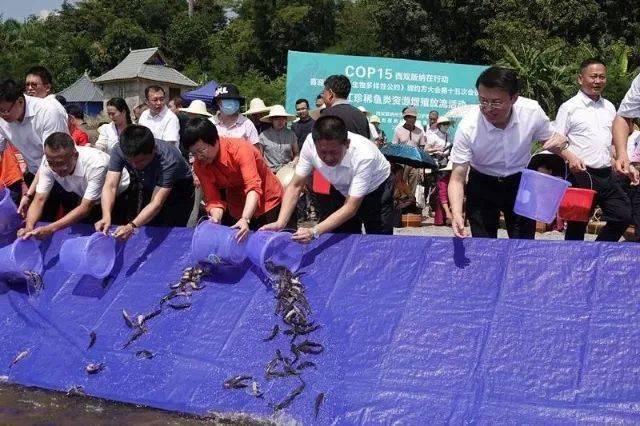 【cop15西双版纳在行动】3.5万尾珍稀鱼类放流澜沧江