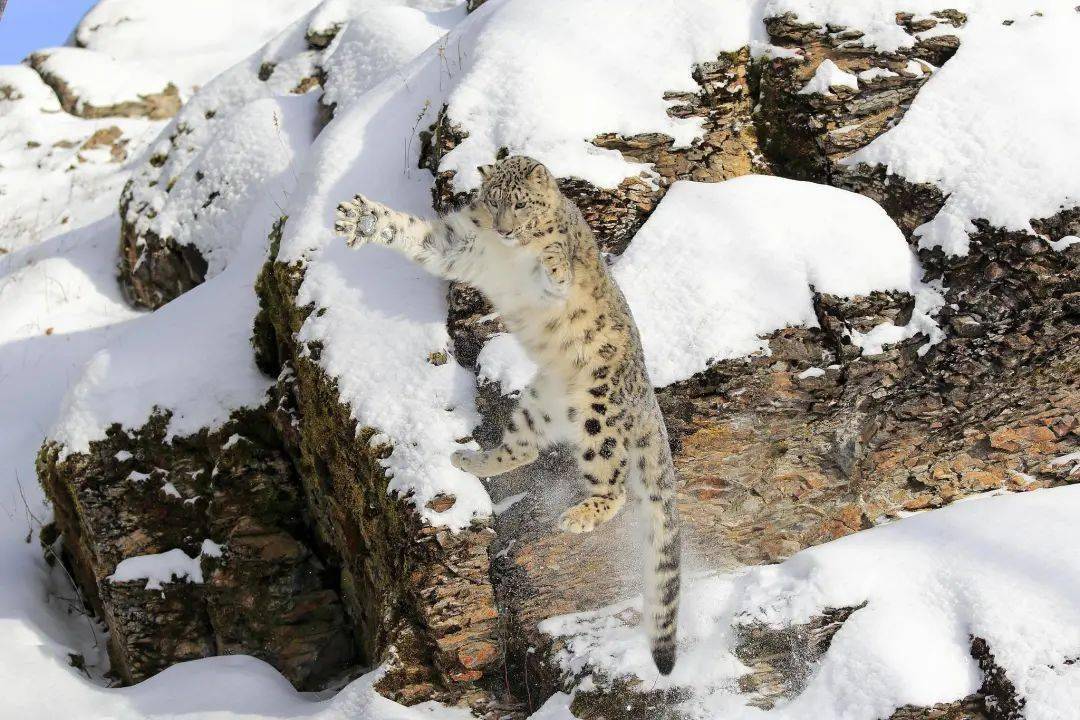 雪豹来了