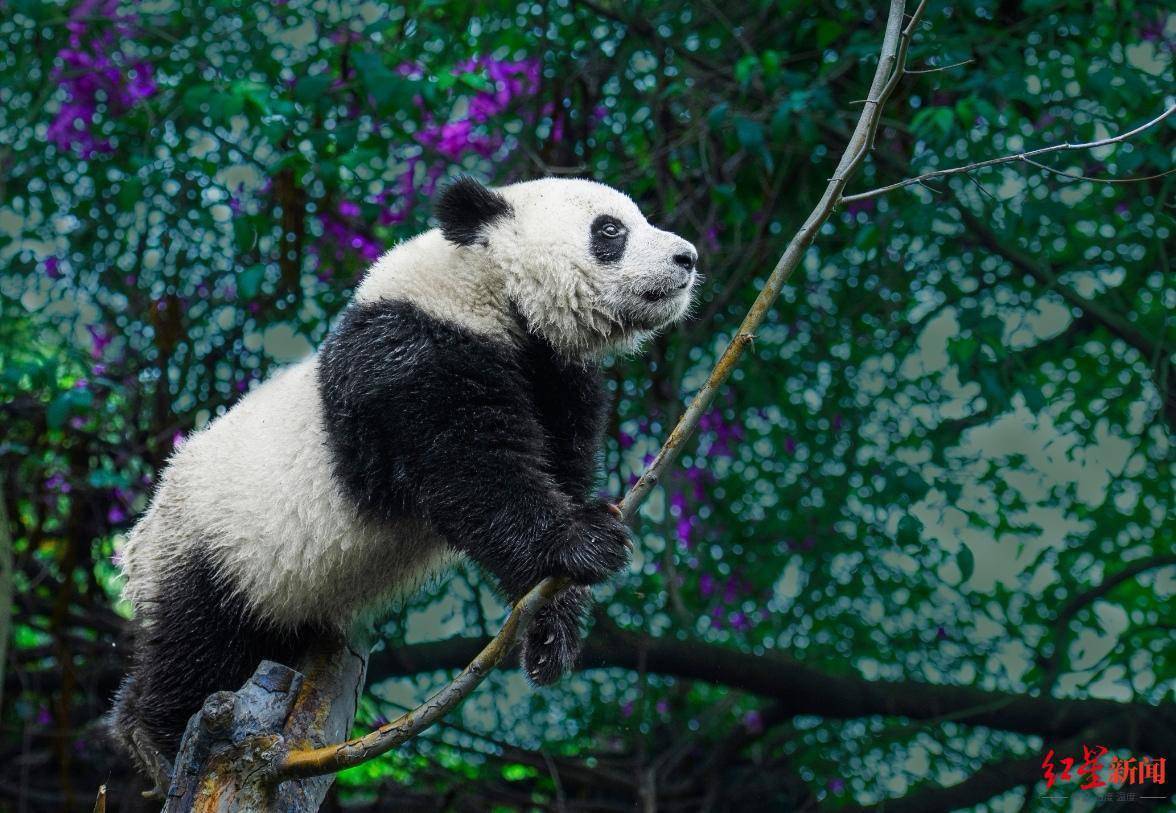 从追寻者到保护者,这位摄影师把大熊猫,金丝猴带上联合国生物多样性