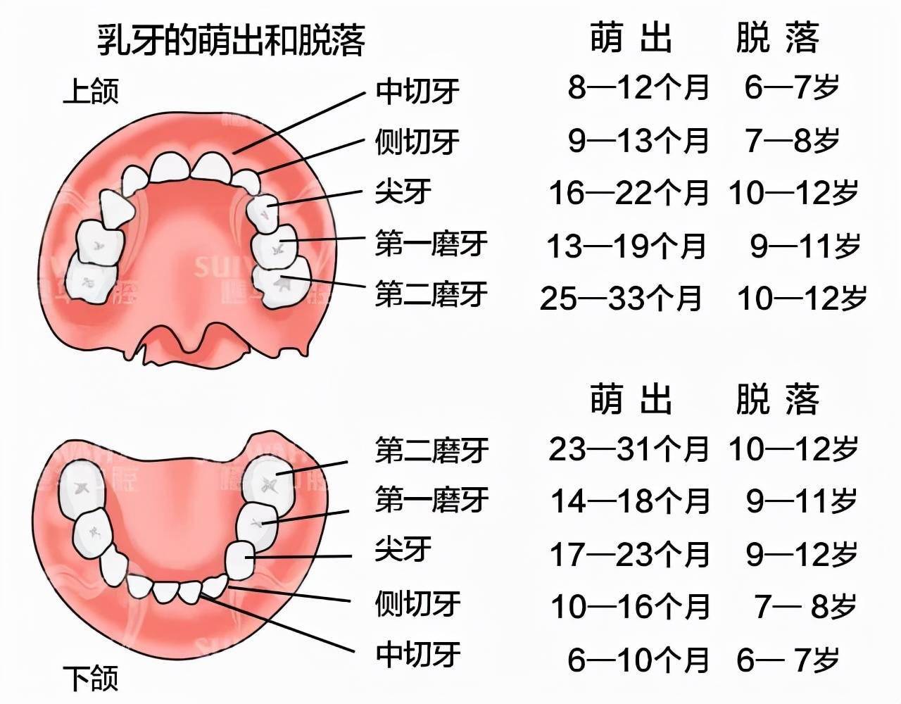 乳牙换牙周期,可对号入座 二,乳牙龋坏的严重性  1,乳牙龋坏,恒牙也