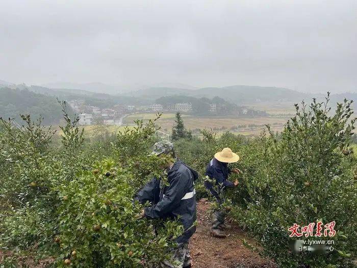 耒阳百万亩油茶迎丰收