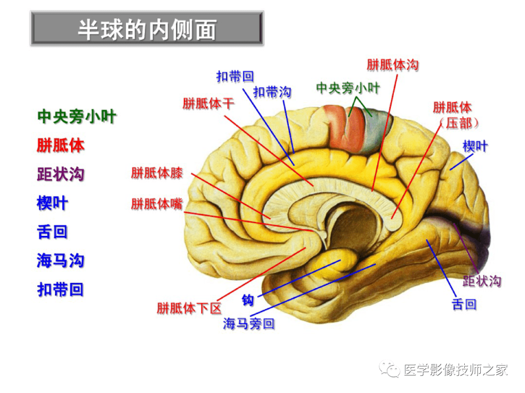 颞叶优势半球颞上叶后回(感觉性语言中枢):损伤引起感觉性失语.