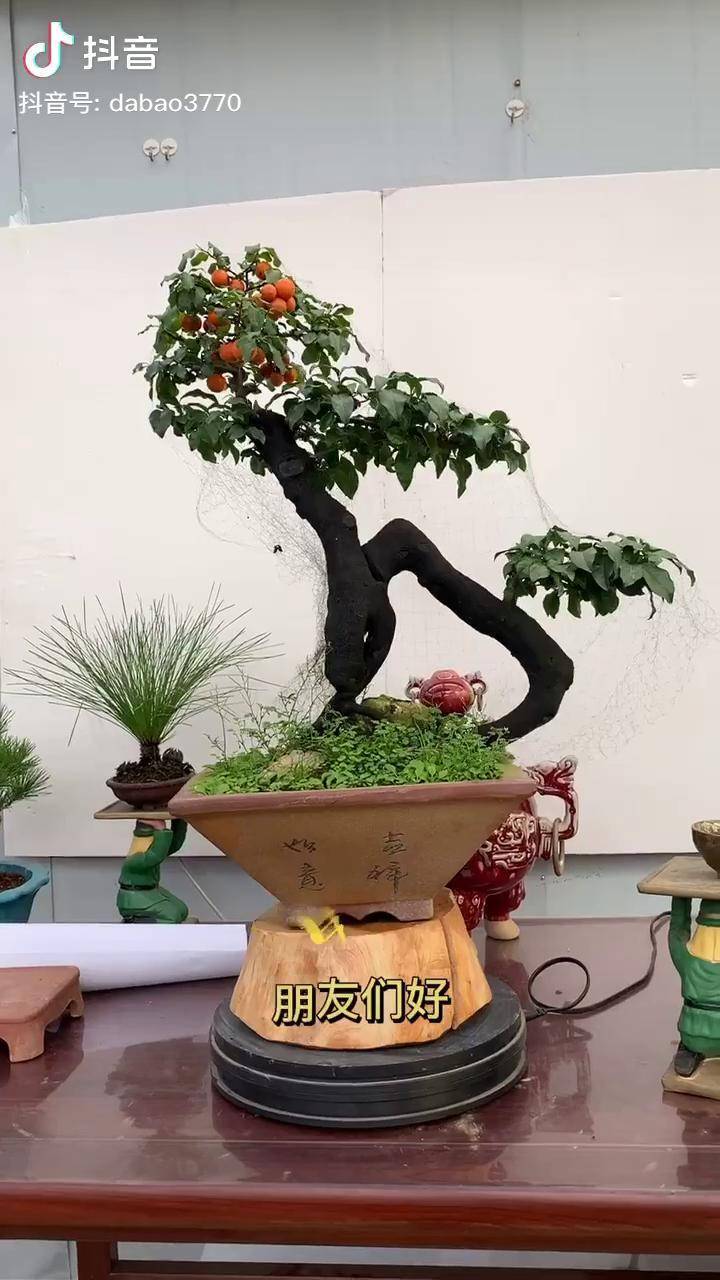 怪桩金弹子养花我是认真的金弹子盆景艺术