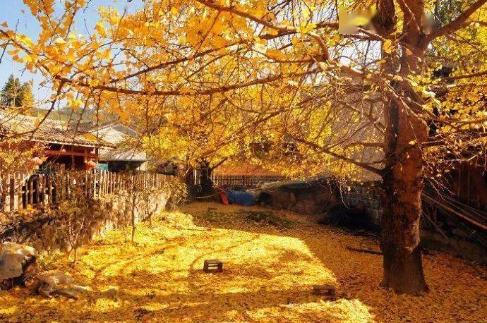 腾冲银杏村,藏着云南最美的秋天!
