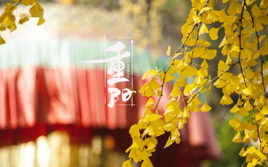今日重阳 人生易老天难老