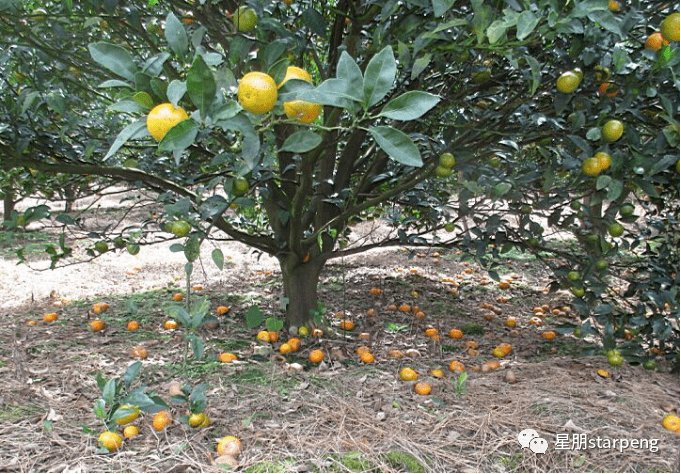 柑橘中后期落果不断怎么办