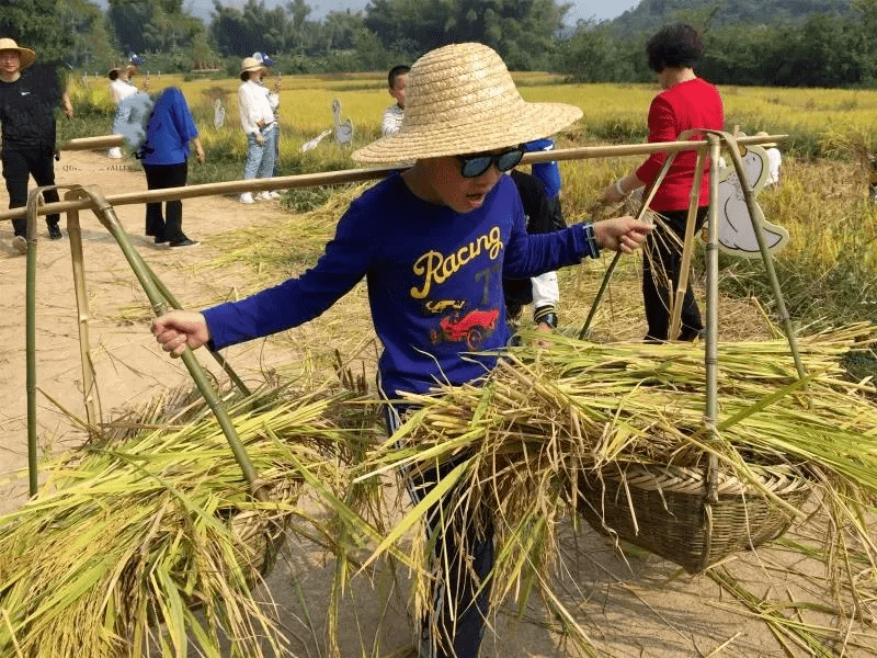 【10月30日】仅此一期散招,农事实践体验,田间稻谷黄