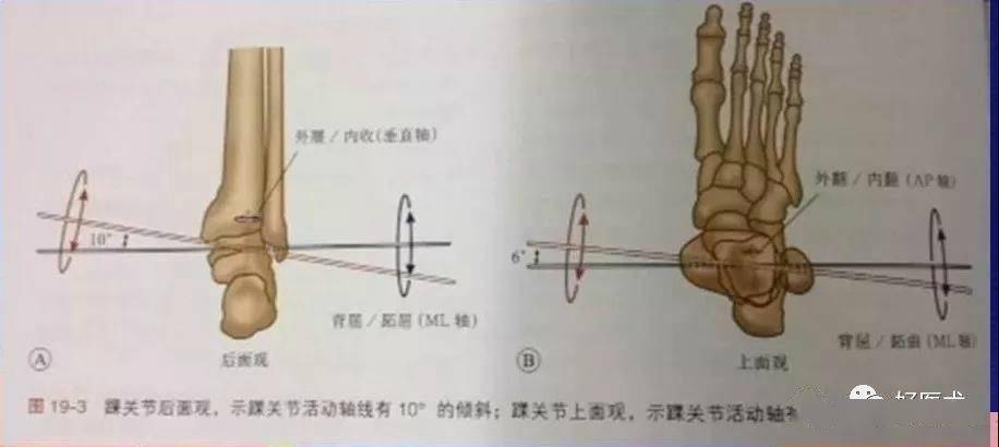 踝关节活动度:踝关节的轴线:踝关节屈曲轴线在内,外踝尖端之间的连线