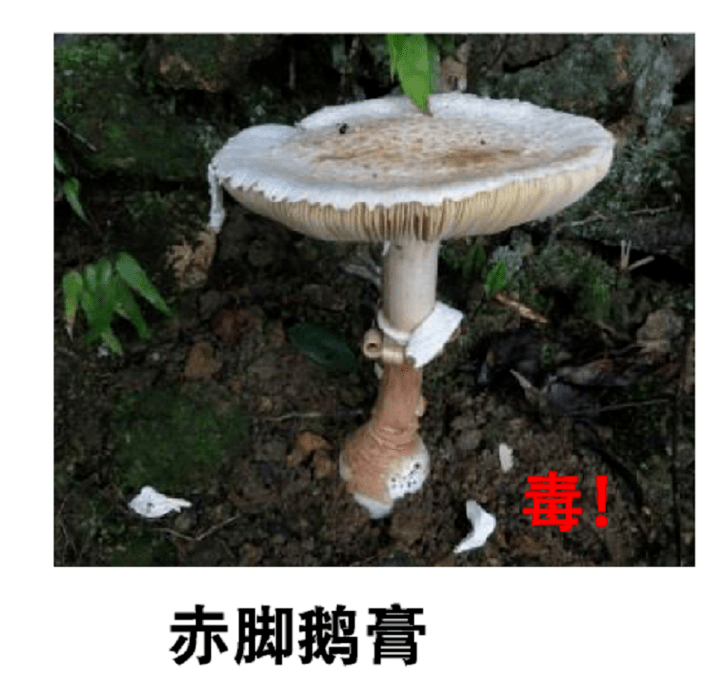 一家4口中毒深圳女子用这东西煲汤全家住院近期很常见千万别碰