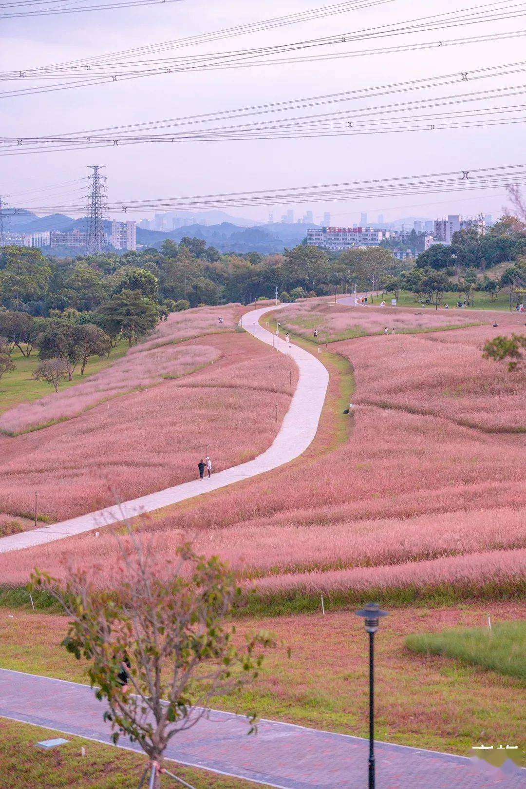 深圳新晋打卡地,粉色花海来袭_公园