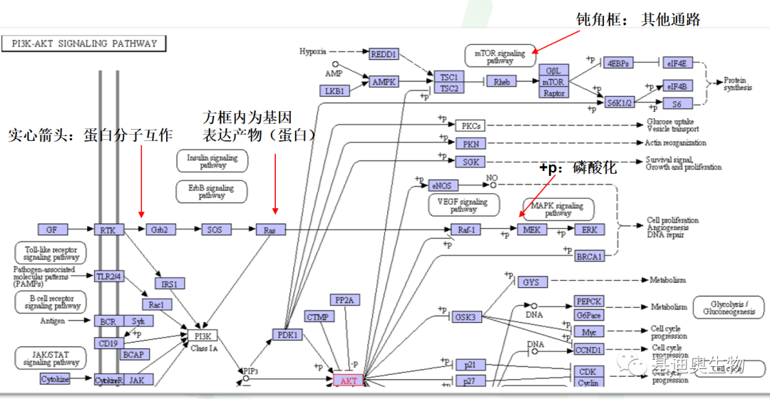 pi3k-akt signal pathway通路图解