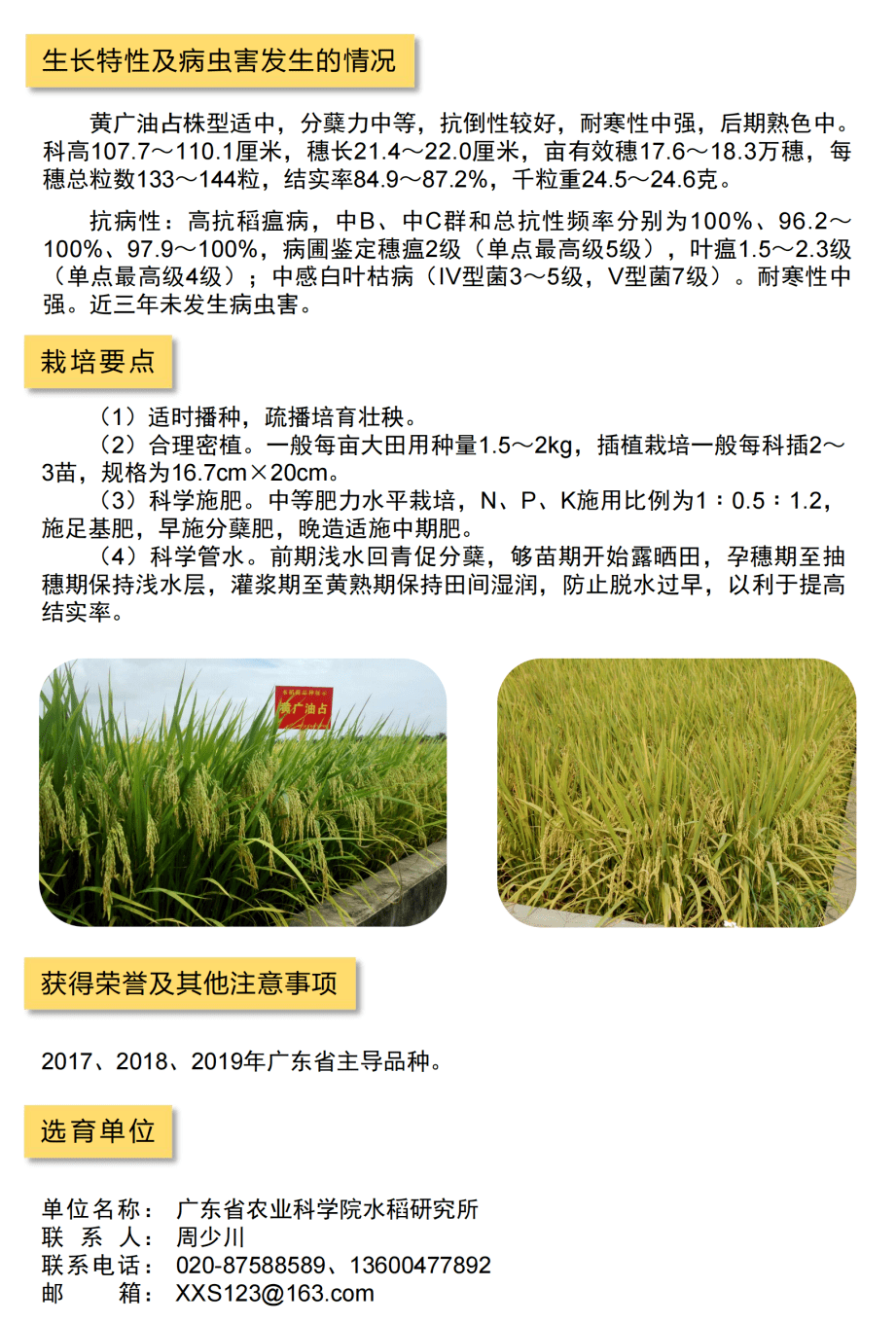 丝苗水稻美香占2号水稻粤农丝苗水稻粤禾丝苗水稻泰优1002水稻水稻