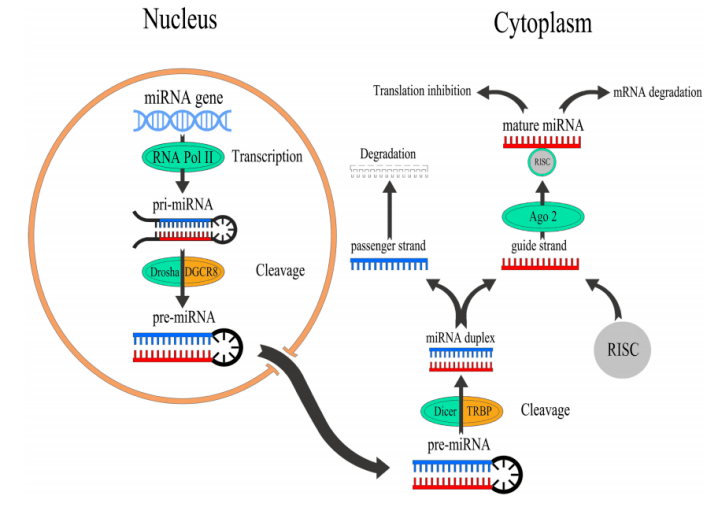 细胞内所有转录产物的集合,包括mrna,核糖体rna,转运rna及非编码rna等